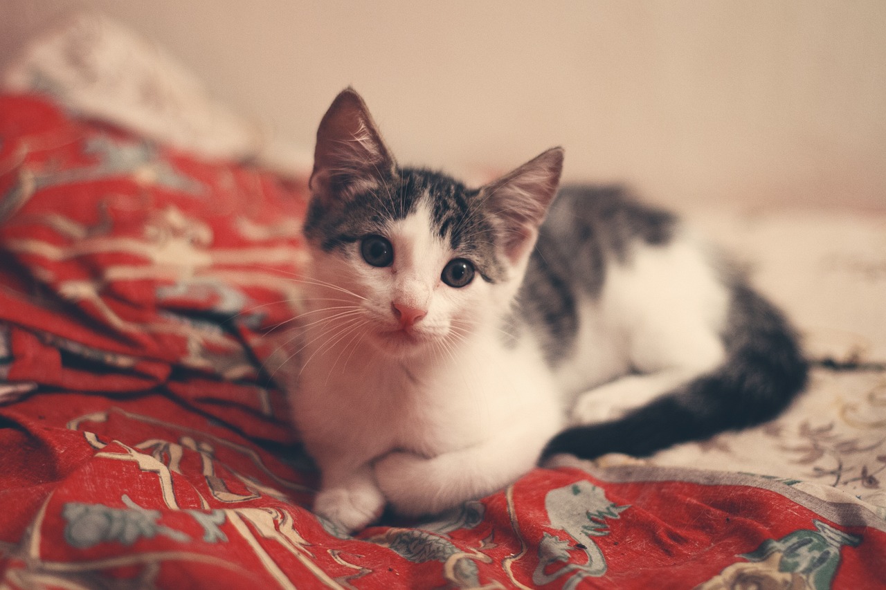 Elevated Wooden Pet Beds: A DIY Guide